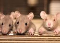Tout savoir sur la dératisation !