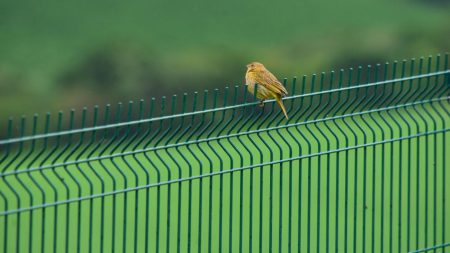 Grillage rigide vert : clôturez votre espace pour plus de sécurité !