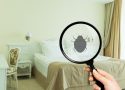 Comment éviter la prolifération des punaises de lit dans votre habitation à Strasbourg ?